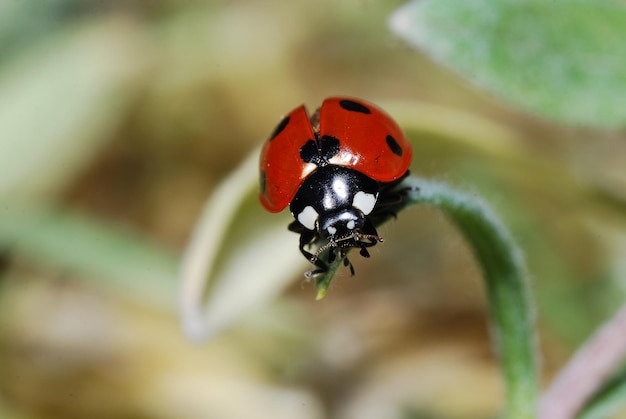 Ladybug takeoff