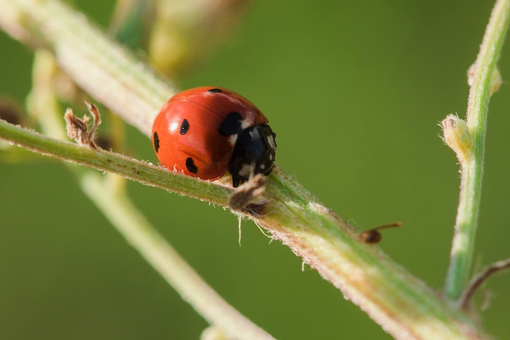 Photo ladybug on the tree is classified as a scarab invertebrate 