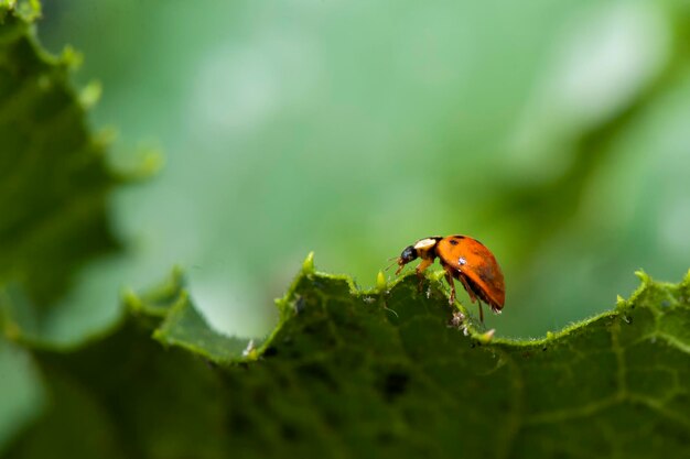 Ladybug walking on leaf edge