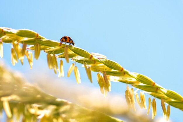 Foto ladybug che cammina su una pianta di mais