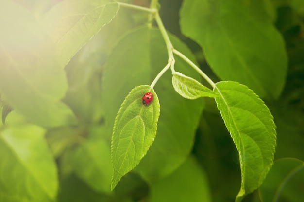 A ladybug walking on the wild plant leaf