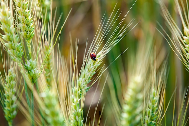 Ladybug on a wheat ear Green wheat waiting for the harvest loseup selective focus