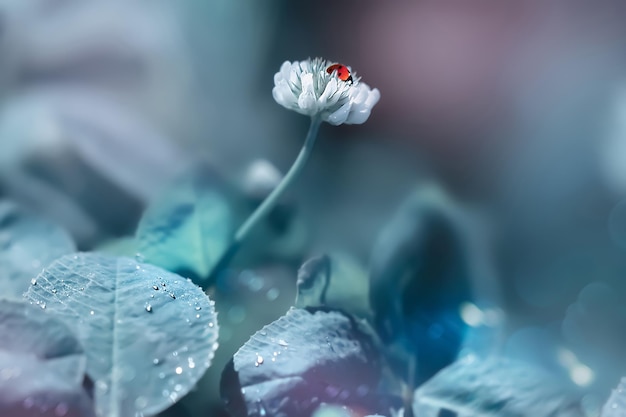 Ladybug on a white clover flower in a fairy garden Spring summer background