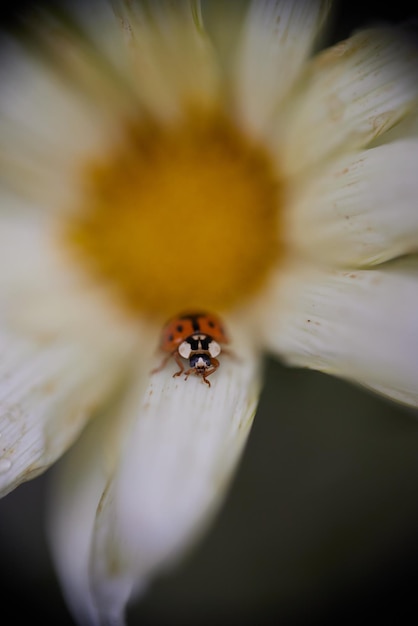 マクロ写真で白オレンジ色の花にてんとう虫