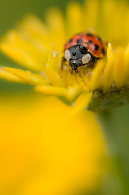 Ladybug with dew drop