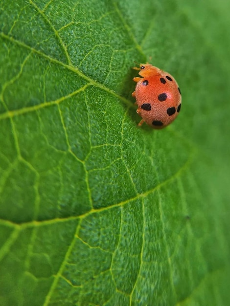 Foto coccinella con piccole macchie nere