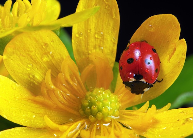 Ladybug on a yellow flower