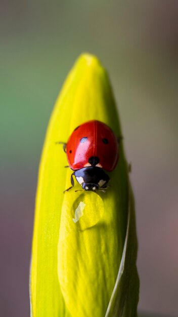 Foto coccinella su un fiore giallo