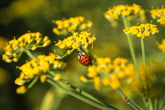 Una coccinella su un fiore giallo