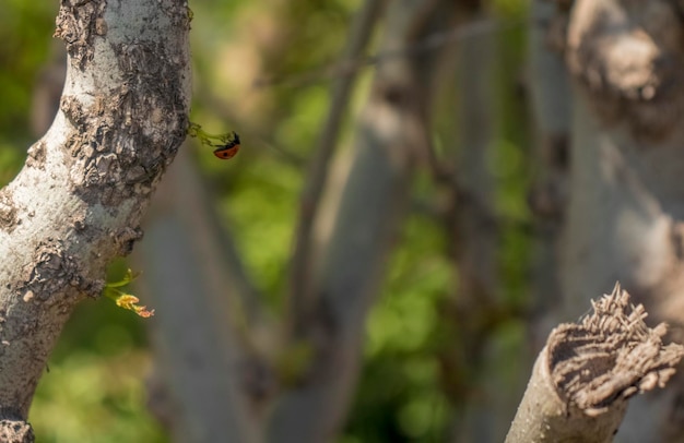 Ladybug zit op een boomstam