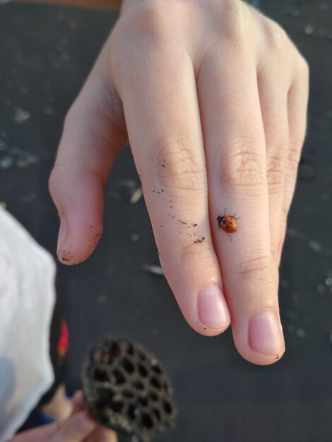 Ladybug zit op een vinger.