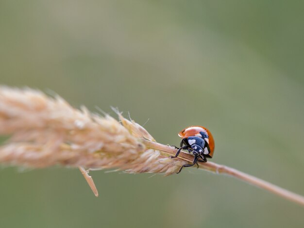 Ladybug