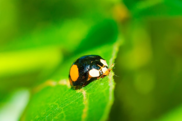 Ladybug