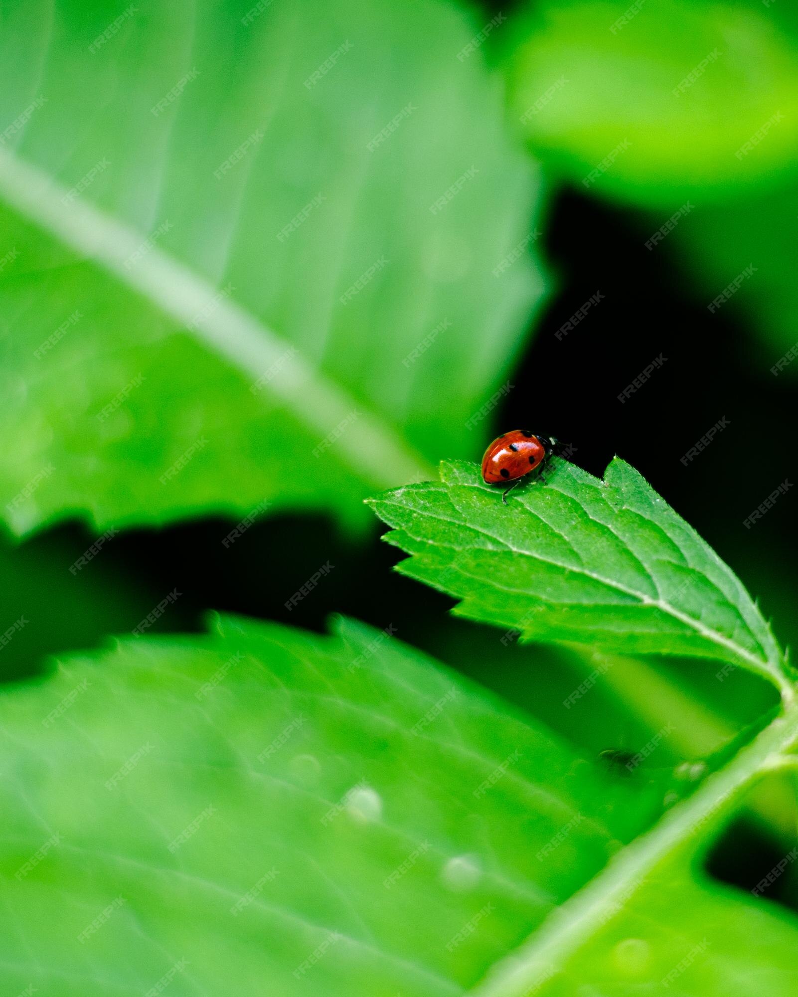 Página 21  Ladybug Bug Imagens – Download Grátis no Freepik