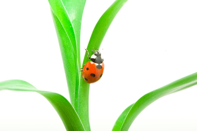 Ladybug