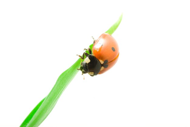 Ladybug