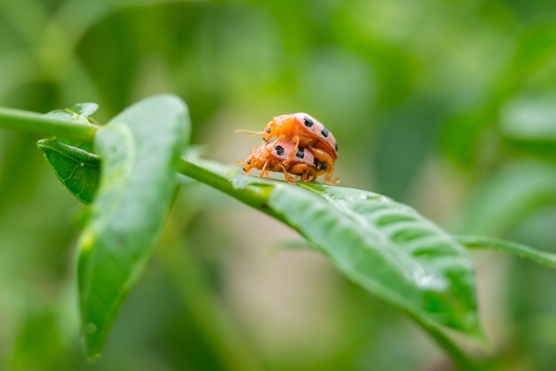 Ladybugs breeding on the leave