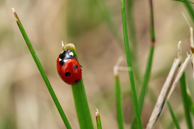 写真 草の葉のてんとう虫がテントウムシ科をクローズアップ