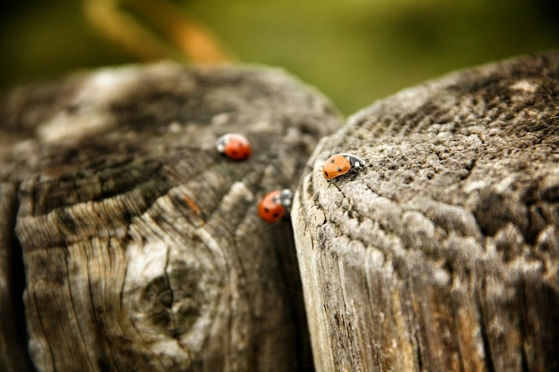 写真 樹木 の 幹 に 住ん で いる ウサギ