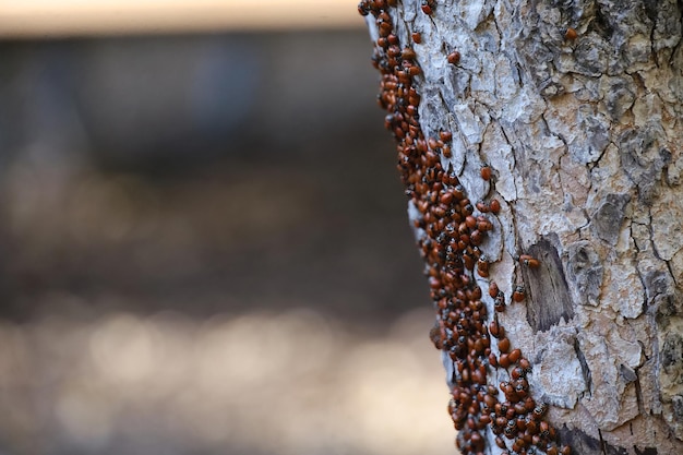 Ladybugs overwinteren in het Pinnacles National Park in Californië