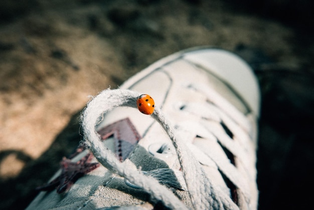 Photo ladybugs staying on sneakers france 2022