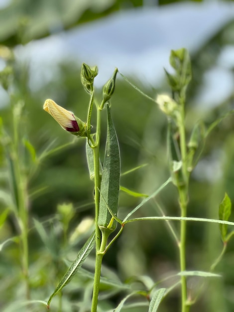 Ladyfinger plant with flower