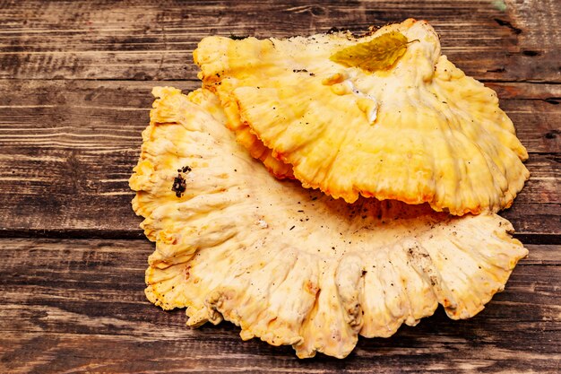 Laetiporus sulphureus, wilde bospaddestoel