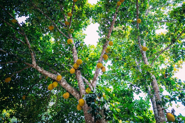 Lage Hoek Gezien Jackfruit Opknoping Op Boom