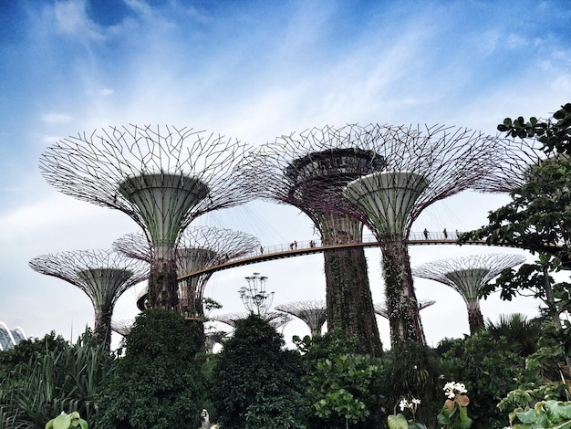Lage hoek uitzicht op supertrees bos bij tuinen bij de baai