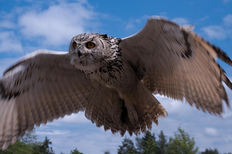 Foto lage hoek van adelaar tegen de lucht