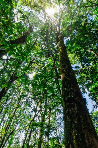 Lage hoek van bamboe bomen in het bos