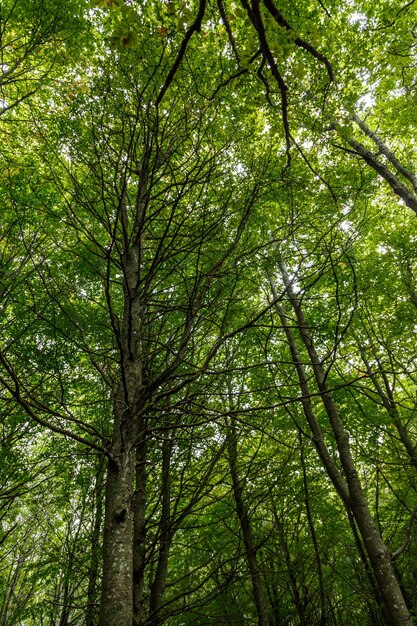 Lage hoek van bamboe bomen in het bos