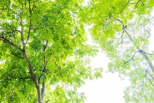 Foto lage hoek van bamboe bomen in het bos