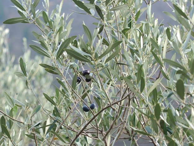 Lage hoek van bladeren die op een plant groeien