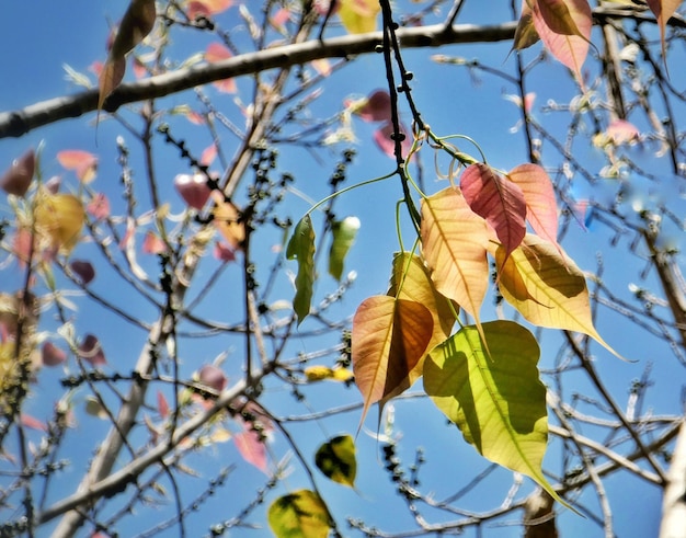 Foto lage hoek van bladeren op een boom tegen de lucht