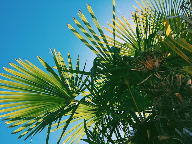 Lage hoek van bladeren op palmbomen tegen de lucht