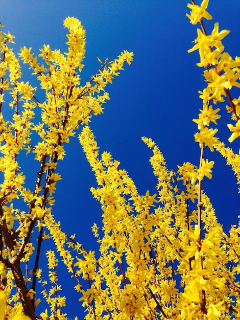 Lage hoek van bloeiende bloemen tegen een heldere blauwe hemel