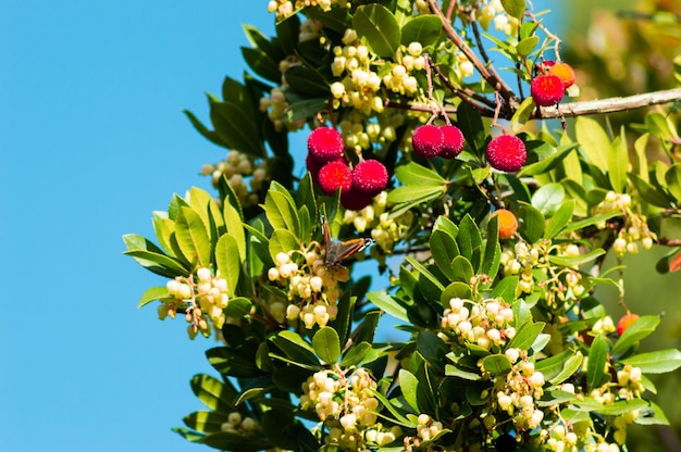 Lage hoek van bloeiende planten tegen de lucht