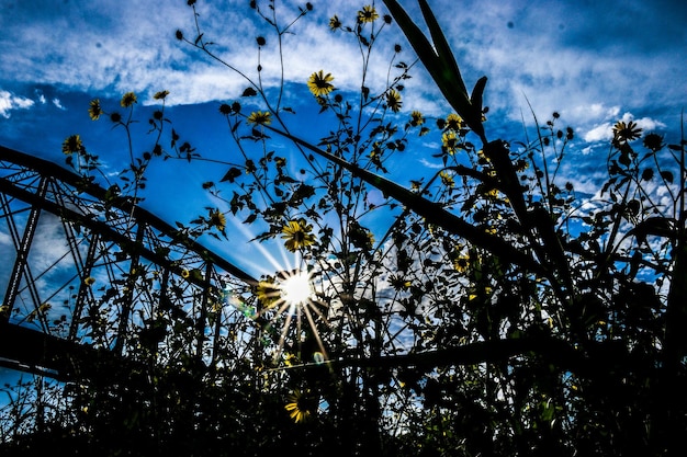 Foto lage hoek van bloembomen tegen de lucht