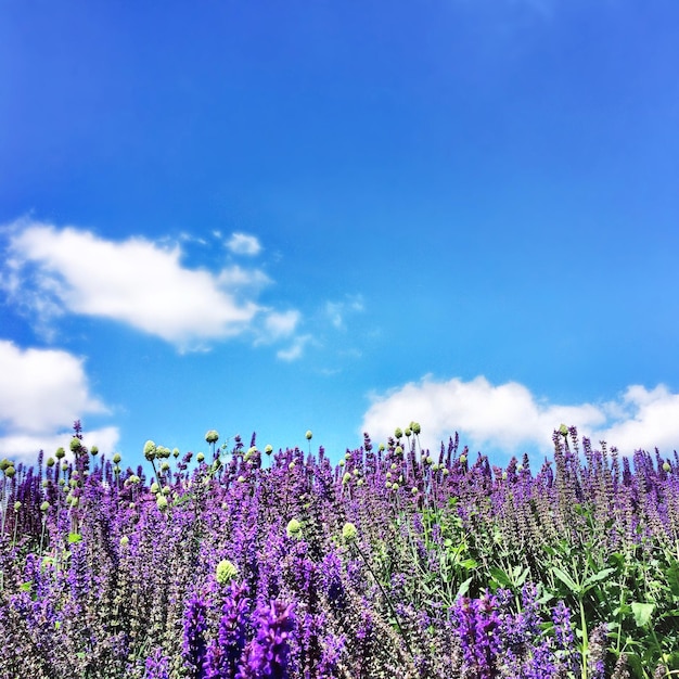 Lage hoek van bloemen tegen de lucht