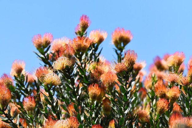 Foto lage hoek van bloemen tegen een heldere lucht