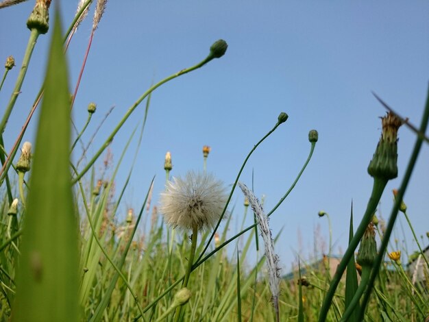 Foto lage hoek van bloemenknoppen in het veld tegen een heldere lucht