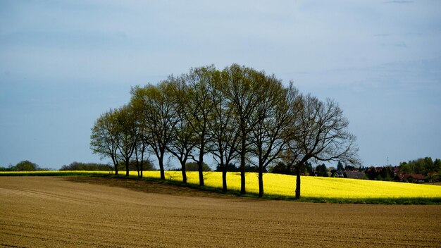 Foto lage hoek van bomen die op het veld groeien tegen een heldere lucht