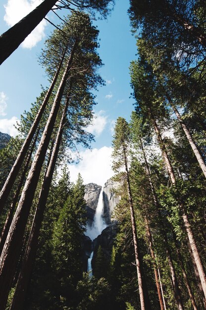 Foto lage hoek van bomen en watervallen in het bos tegen de lucht