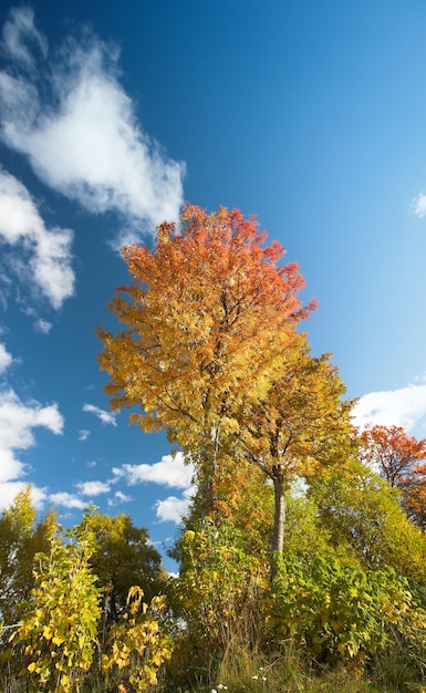Lage hoek van bomen in de herfst veranderende kleuren tegen een bewolkte blauwe lucht met kopieerruimte Hoge eiken in een kleurrijk boslandschap in afgelegen bos Weelderige rode en gele bladeren in het herfstseizoen