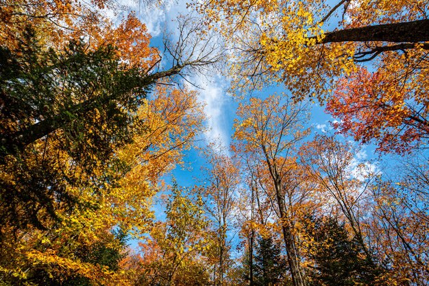 Foto lage hoek van bomen in de herfst