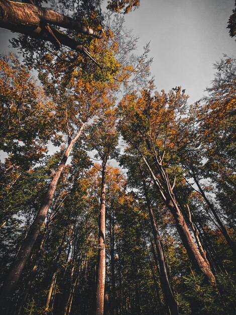 Lage hoek van bomen in het bos in de herfst