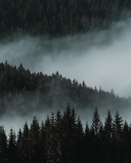 Lage hoek van bomen in het bos tegen de lucht humeurige bos met mist rollen