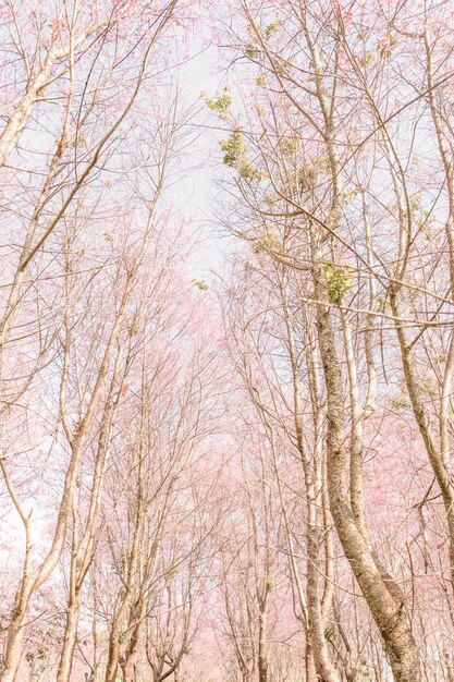 Foto lage hoek van bomen in het bos tegen de lucht