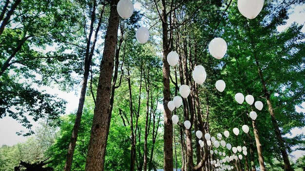 Lage hoek van bomen in het bos tegen de lucht